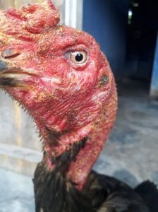Chữa trị bệnh gà bị sưng hầu trong 3 ngày.