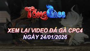 Xem Lại Video Đá Gà CPC4 Ngày 24/01/2026