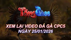 Xem Lại Video Đá Gà CPC5 Ngày 25/01/2026