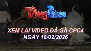 Xem Lại Video Đá Gà CPC4 Ngày 18/02/2026