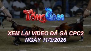 Xem Lại Video Đá Gà CPC2 Ngày 11/03/2026