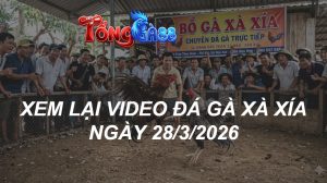 Xem Lại Video Đá Gà XAXIA Ngày 28/03/2026